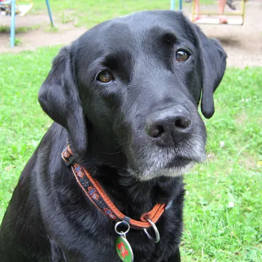 💫 ... dušno poslanstvo psa ... zavest psov IX ♾️