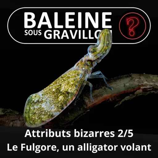 S07E93 Vous avez dit bizarre ? Attributs 2/5 : Le Fulgore porte-lanterne, un insecte déguisé... en alligator