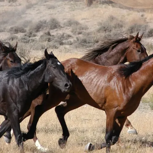Le journal du 12 février 2026 - Festival Dokin Iska : rendez-vous du 13 au 15 février à Filingué, capitale du Kourfey