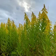 朝ラン12℃。反推奨スタイルとDBとハロウィンと酣なセイタカアワダチソウと11月の大目標。#1668 from Radiotalk