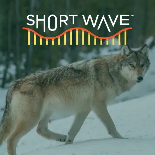 The Yellowstone Wolf Controversy