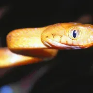 Ep. 79 - The Brown Tree Snake on Guam: Using Genetics to Unlock the Secrets of an Invasive Species