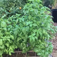 All About Basil