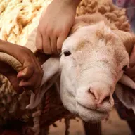آیا مسیحیان عید قربان را تجلیل می‌کنند