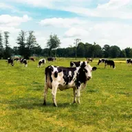 Special: Het vee en de Veluwe: minister moet twaalf keer meer boeren uitkopen dan ze nu van plan is