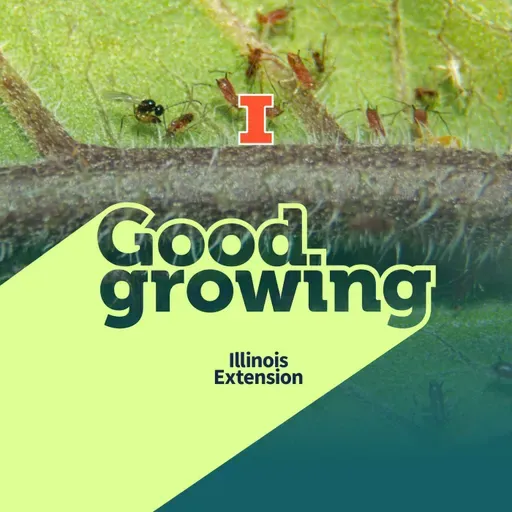 Ep. 230 From alien wasps to zombie ants, parasites are all around | #GoodGrowing