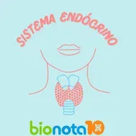 Sistema endócrino