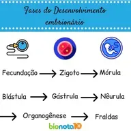 Embriologia