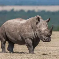 🐘🦏 兒童科普｜i動物進行式：動物家族誰的皮最硬？答案是——犀牛！