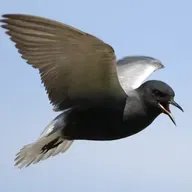 The Elegant Black Tern