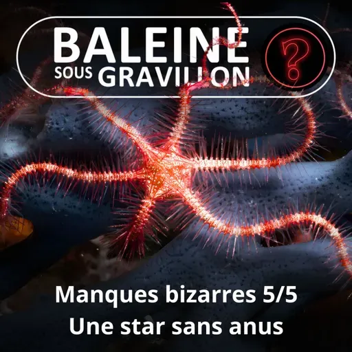 S07E112 Vous avez dit bizarre ? Manques 5/5 : L'Ophiure, une star fragile et sans anus