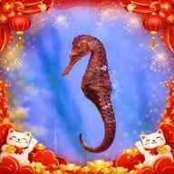 🧧馬年限定｜i動物進行式｜經典重播：大海裡的迷你魚～認識海馬