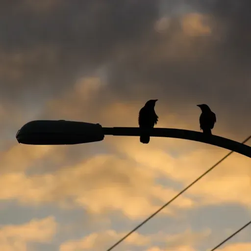 Spark Bird: Birding from the Bus