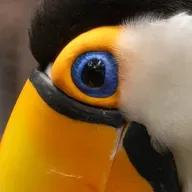 o incrível segredo da visão dos pássaros