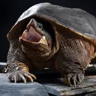 Die Tierdocs: Schildkröte schwankt