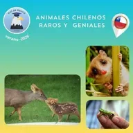 Ojo de Águila Cap 82-  Animales  curiosos y casi desconocidos...