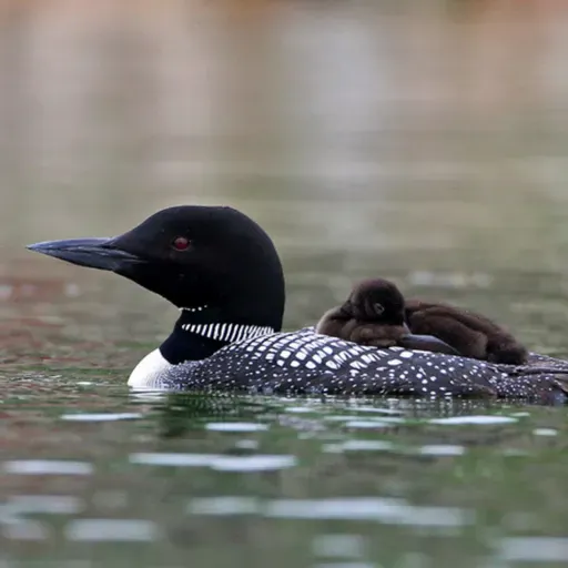 Birds Move from Fresh to Salt Water