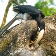 Hornbill – the Lockdown Bird