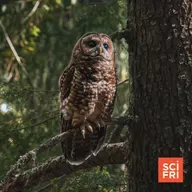 A Startling Plan To Save Spotted Owls—From Barred Owls