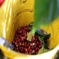 U.S. coffee tariffs stir trouble for Brazil but opportunity for Colombia