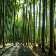 The ancient town, the people, and the bamboo forest