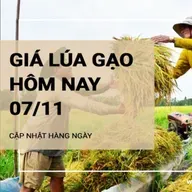 Giá lúa gạo hôm nay 7/11: Giá lúa tăng 300 đồng/kg; giá gạo giảm 50 - 100 đồng/kg