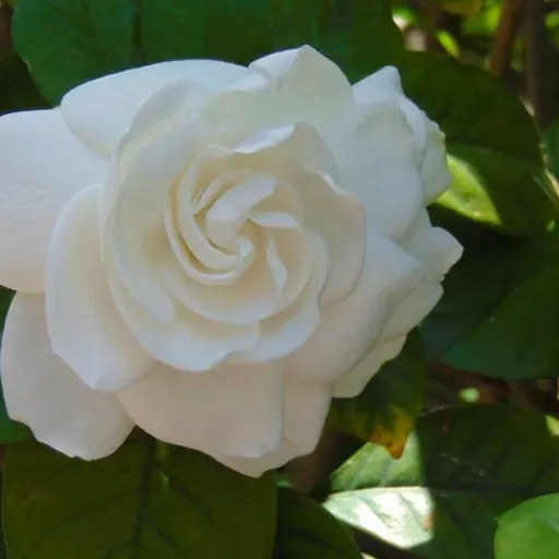 Two Research Articles: Meta Analysis