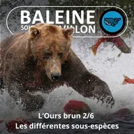 S07E154 L'Ours brun 2/6 : Grizzly, kodiak, européen... les différentes sous-espèces (Rémi Dupouy)