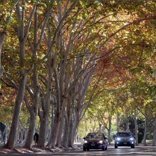 🌳 Mendoza debate una nueva ley para proteger sus árboles urbanos