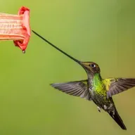 The Sword-billed Hummingbird