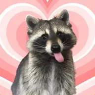 Thanks evolution, racoons are getting cuter