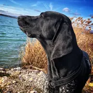 👫 💫 ... pes, ki razmišlja ali zakaj čakaš psa, da te pogleda? 🤣