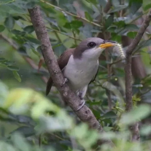 Cuckoos - Tent Caterpillar Birds