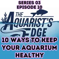 10 Proven Ways To Make Your Aquarium Healthier