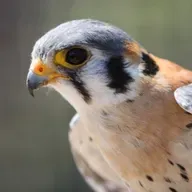 American Kestrel
