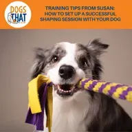 Training Tips From Susan: How To Set Up A Successful Shaping Session With Your Dog