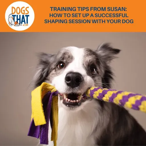 Training Tips From Susan: How To Set Up A Successful Shaping Session With Your Dog