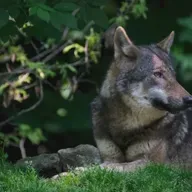 Il Termometro - Puntata 8/2da stagione - Festa del lupo con Antonio Iannibelli - Weird medio oriente - Uragano Melissa e rapporto Lancet Countdown