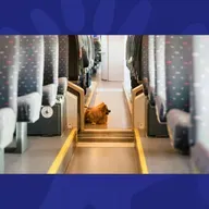 The Week Trending: Epstein Files Float, Pets On Public Transport, & Meath Home Demolition