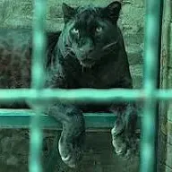 THE BRAZILIAN CAT (PT 1) SIR ARTHUR CONAN DOYLE