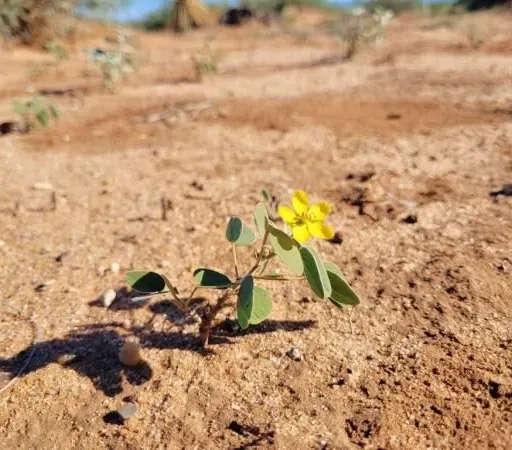 Ep. 561 - The Soil Seed Bank & Restoration