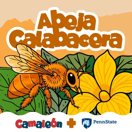 Abeja Calabacera: solitaria excavadora