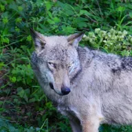 Encore: Tracking Wolves in Italy