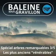 SPÉCIAL Arbres remarquables 3/5 : Les plus anciens "vénérables"