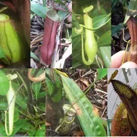 Ep. 558 - Insights into Pitcher Plant Evolution