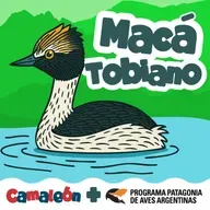 Macá tobiano: Ave buzo de la Patagonia