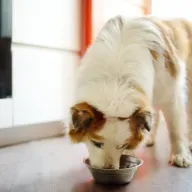 Plantebaseret hundefoder mangler næringsstoffer, men det gør kødbaseret hundefoder også