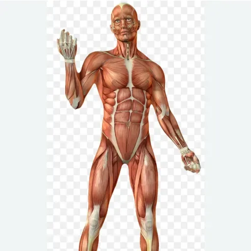 Yo soy Muscular 28/05/2021