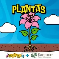 Plantas: ¿cómo se conectan raíces, tallo y hojas?