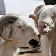 Le journal du 12 novembre 2025 : À Niamey, une conférence sur l’amélioration génétique des animaux domestiques